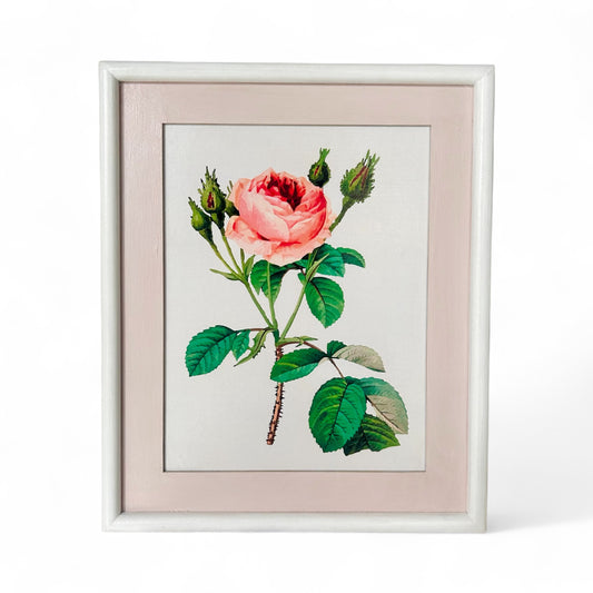 Vintage-inspired rose botanical illustration in pink and white wooden frame – shabby chic wall decor for feminine homes